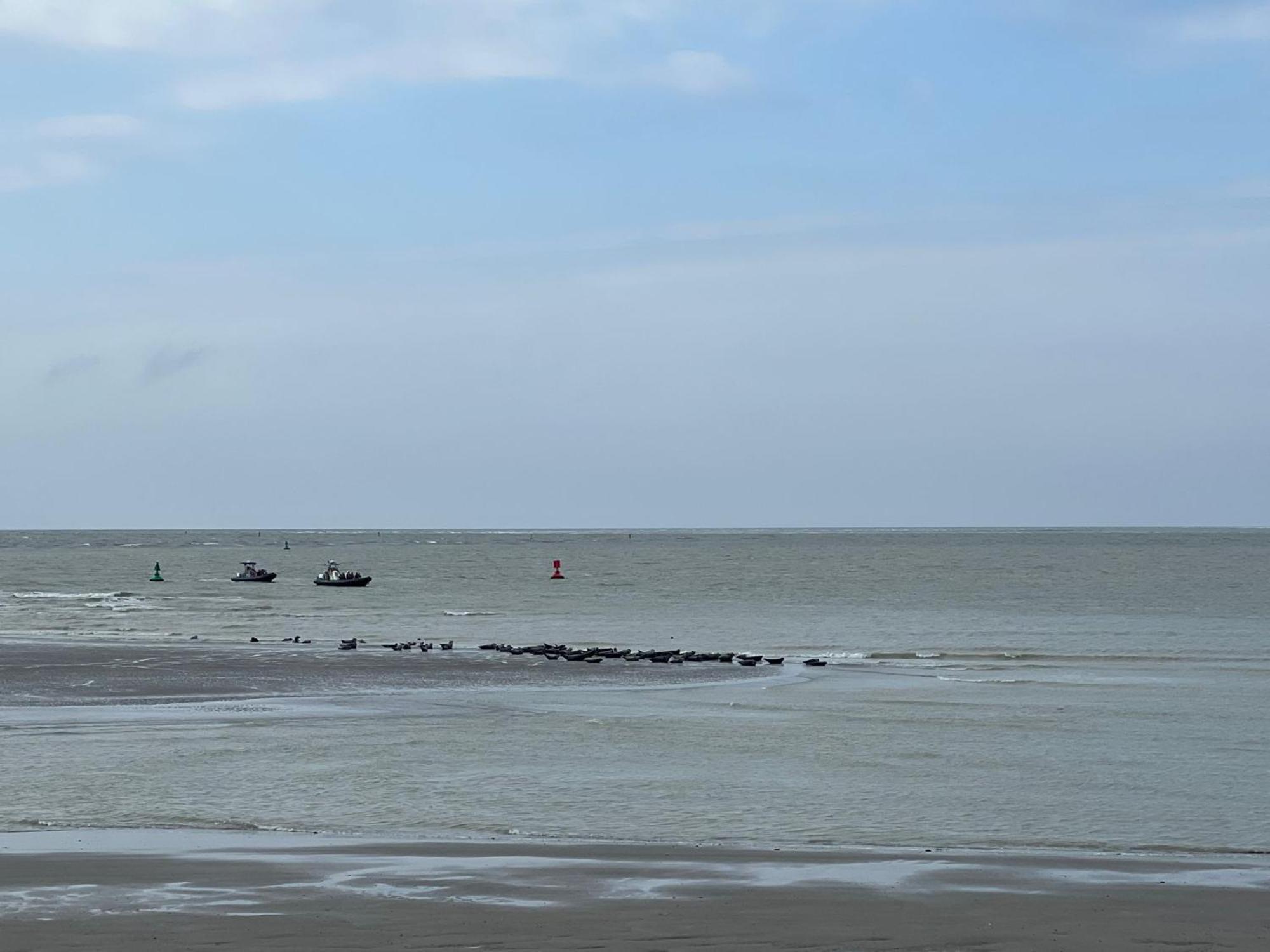 Plage A 50M Appartement Reves De Mer Villa Les Bains De Mers Bagian luar foto